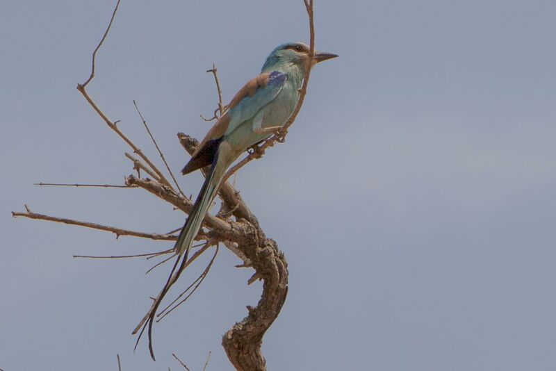 Abyssinian Roller