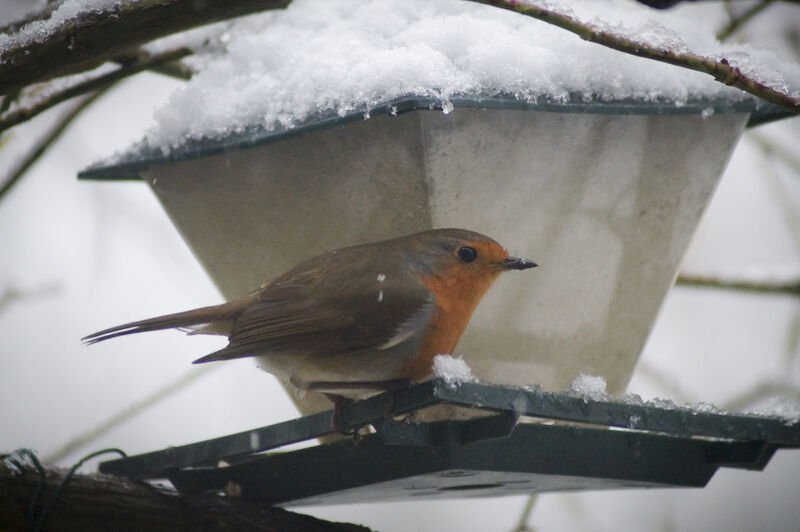 European Robin