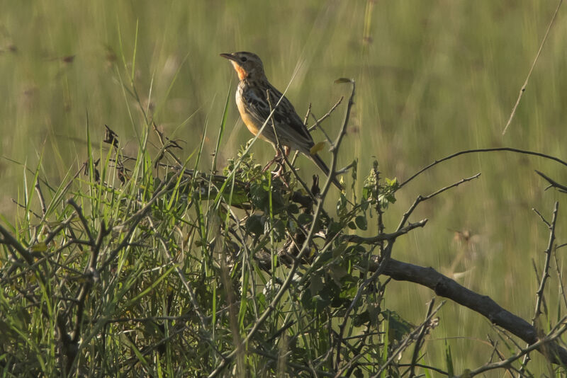 Rosy-throated Longclaw