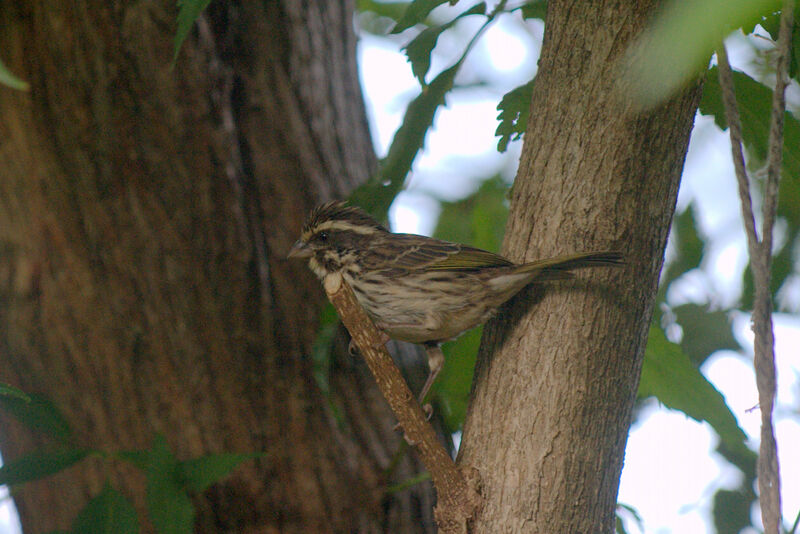 Serin strié