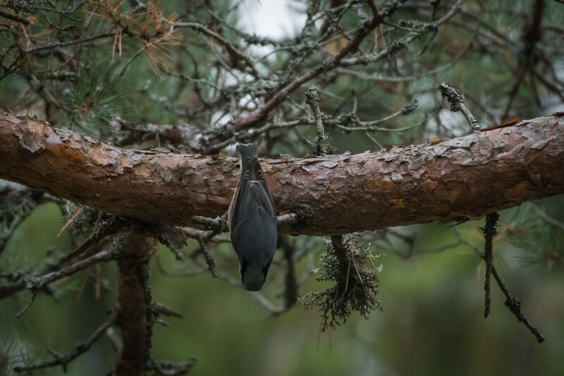 Eurasian Nuthatch