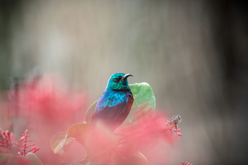 Red-chested Sunbird male