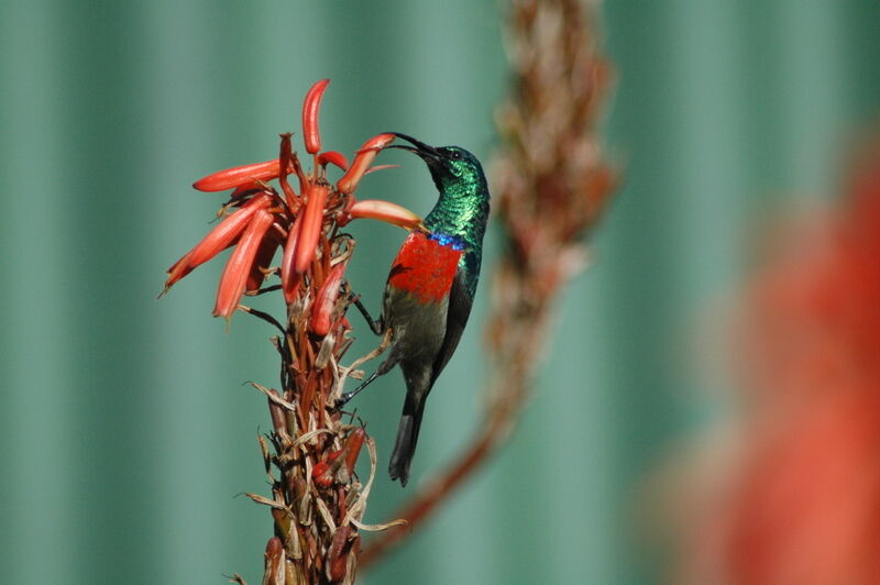 Greater Double-collared Sunbird