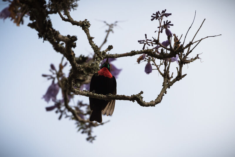 Scarlet-chested Sunbird