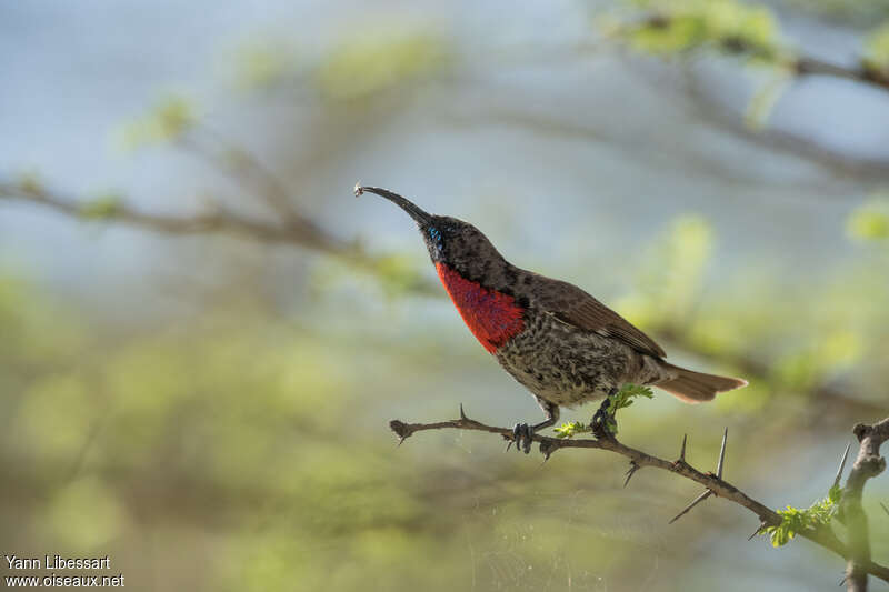 Scarlet-chested Sunbird male adult post breeding, identification