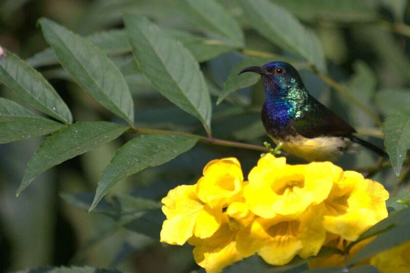 Variable Sunbird