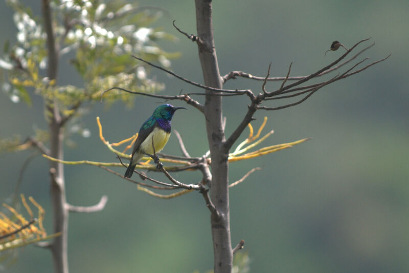 Variable Sunbird