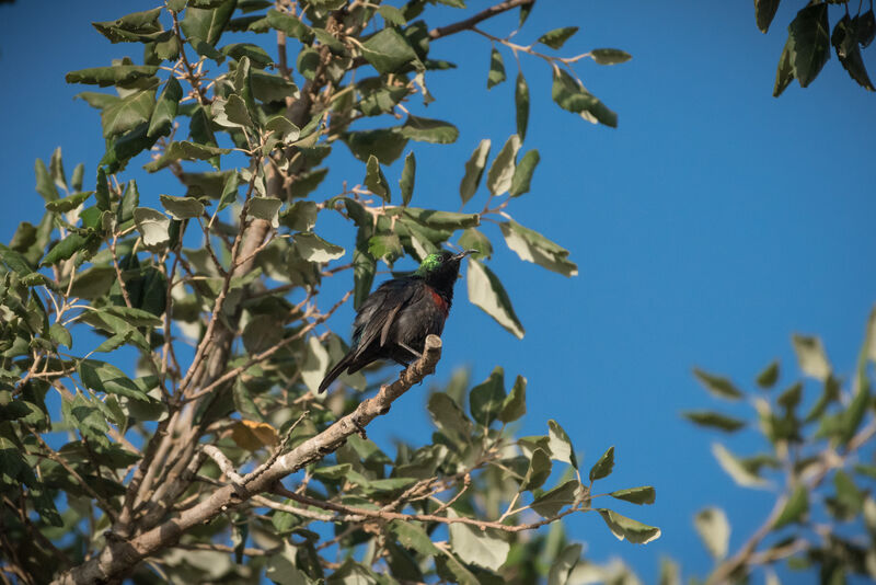 Marico Sunbird