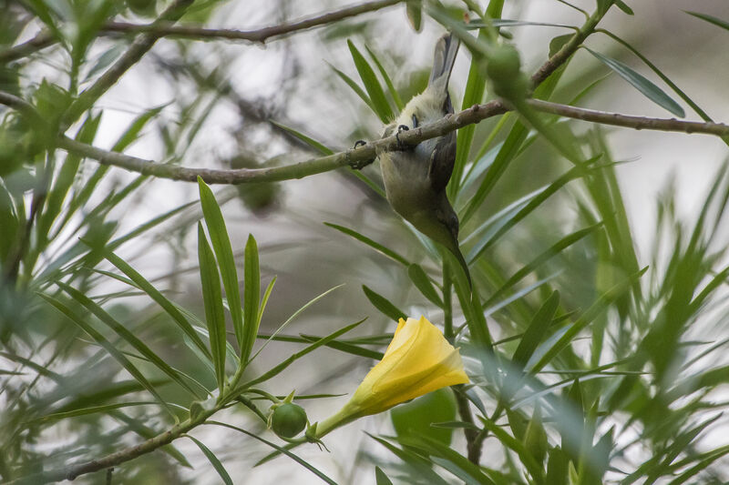 Olive Sunbird