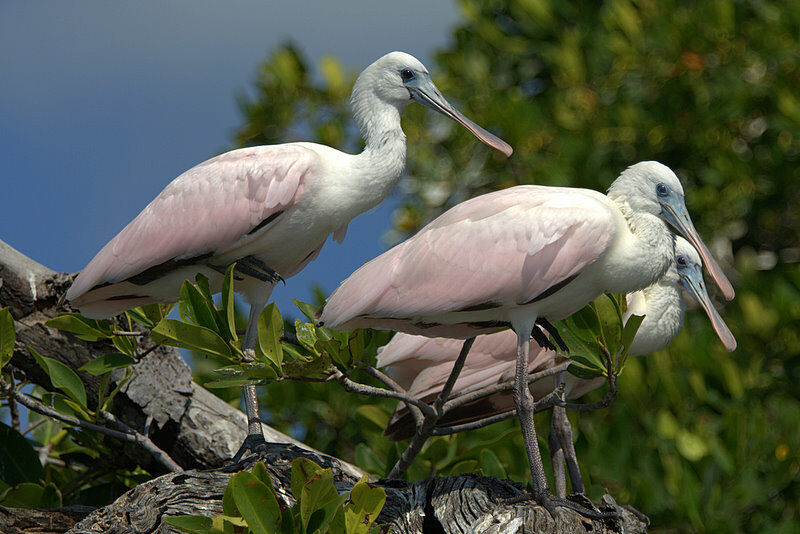 Roseate Spoonbill