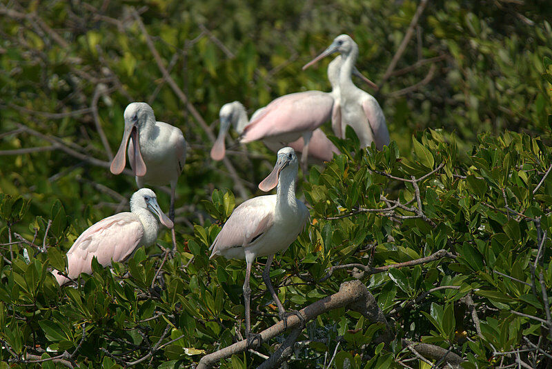 Roseate Spoonbill