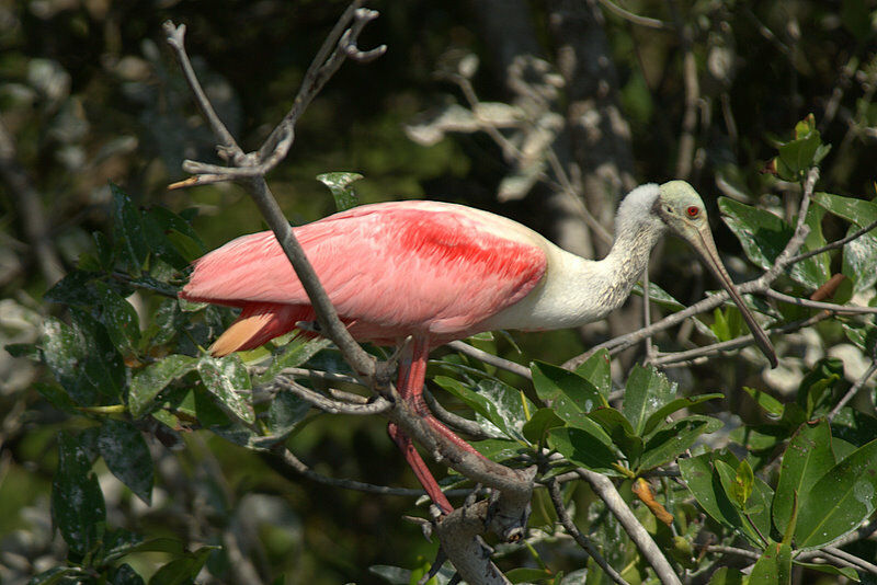 Roseate Spoonbill