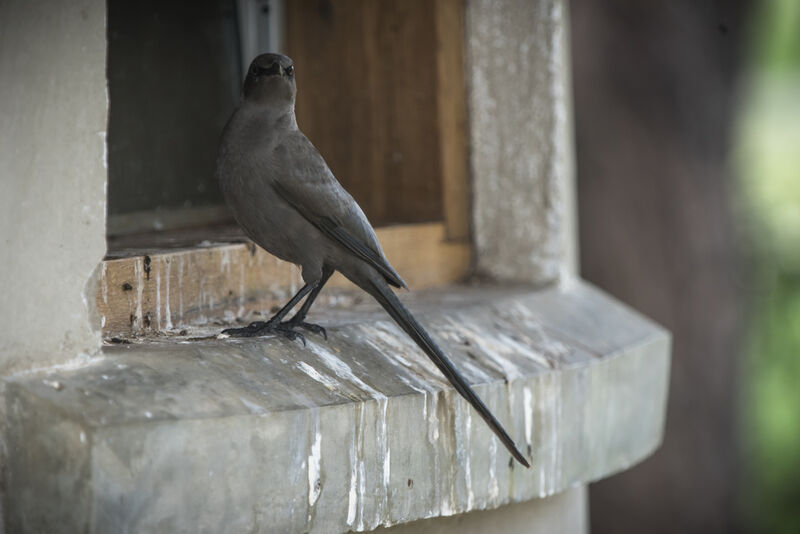 Ashy Starling