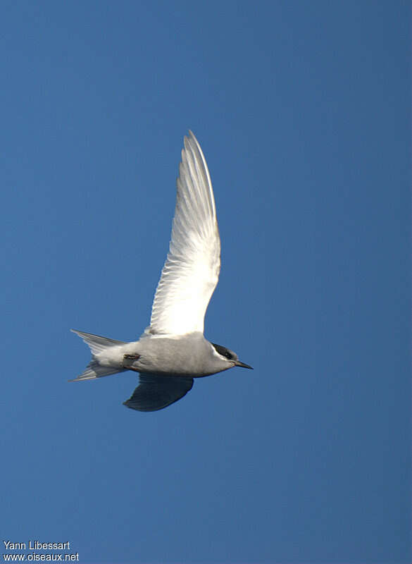 Kerguelen Ternsubadult, Flight