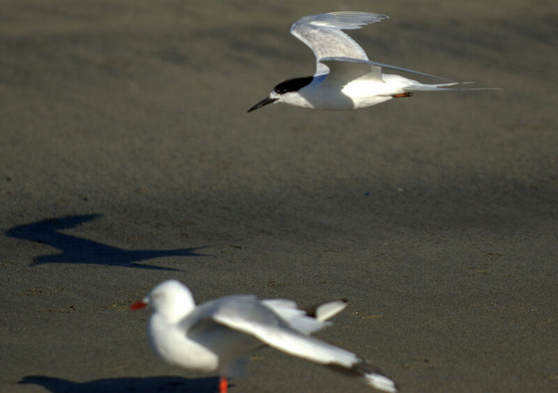 White-fronted Tern