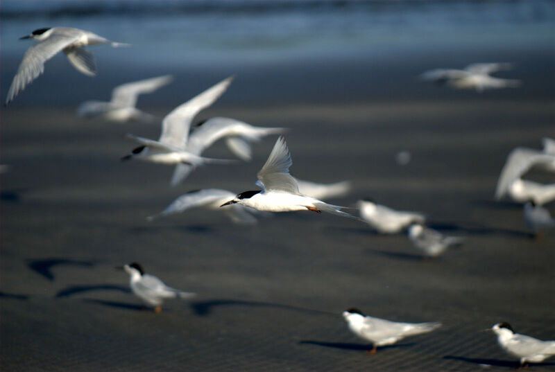 White-fronted Tern