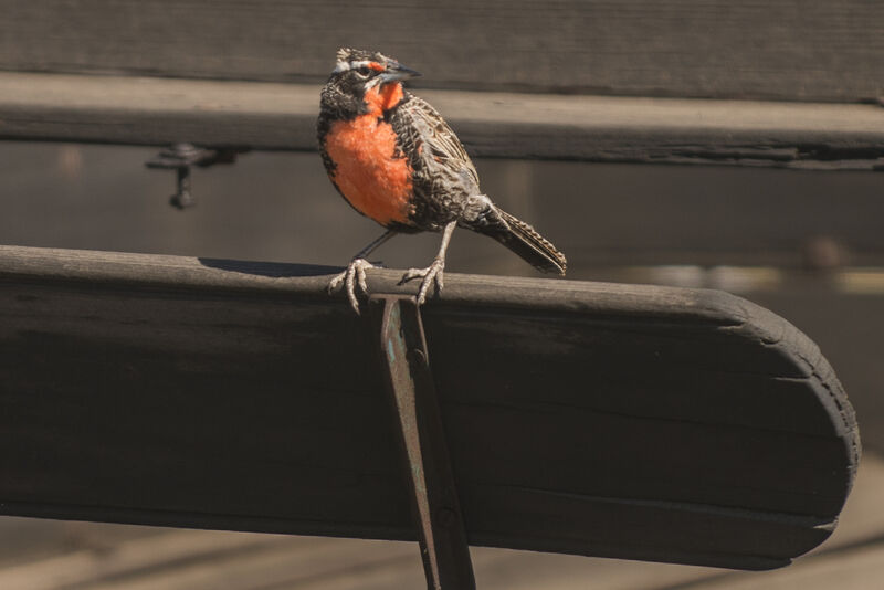 Long-tailed Meadowlark