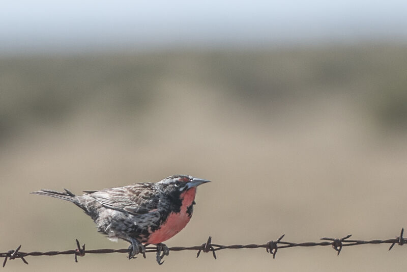 Long-tailed Meadowlark