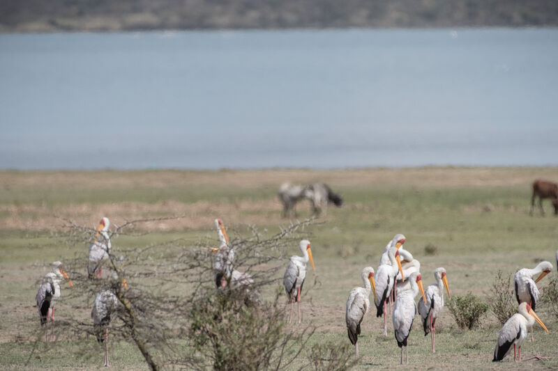 Tantale ibis