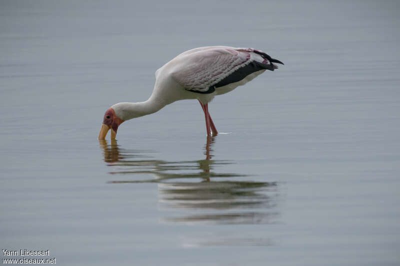 Tantale ibisadulte, pêche/chasse