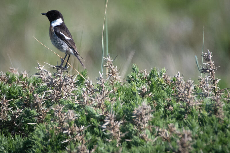 European Stonechat