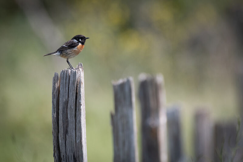 European Stonechat male