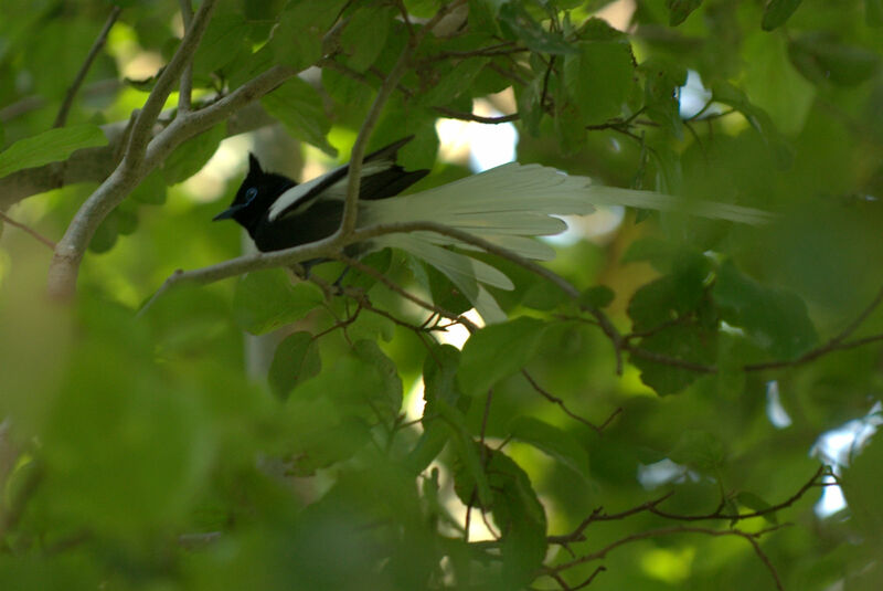 African Paradise Flycatcher male