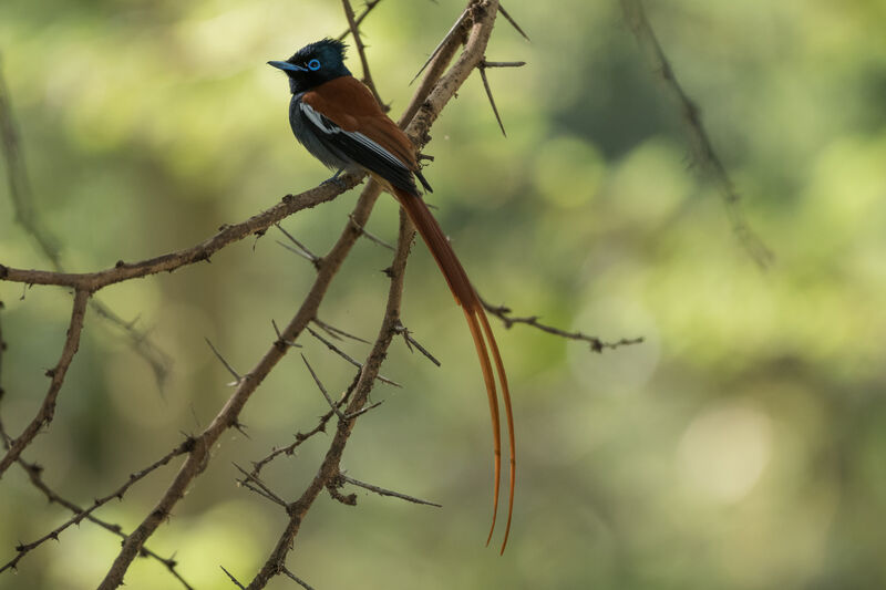 African Paradise Flycatcher