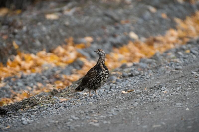 Spruce Grouse