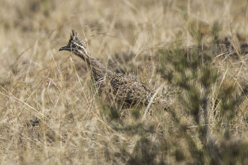 Elegant Crested Tinamou