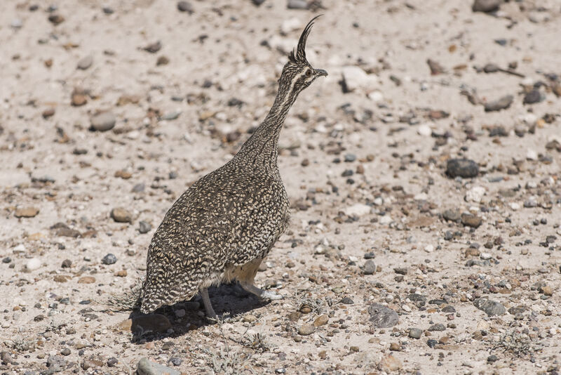 Tinamou élégant