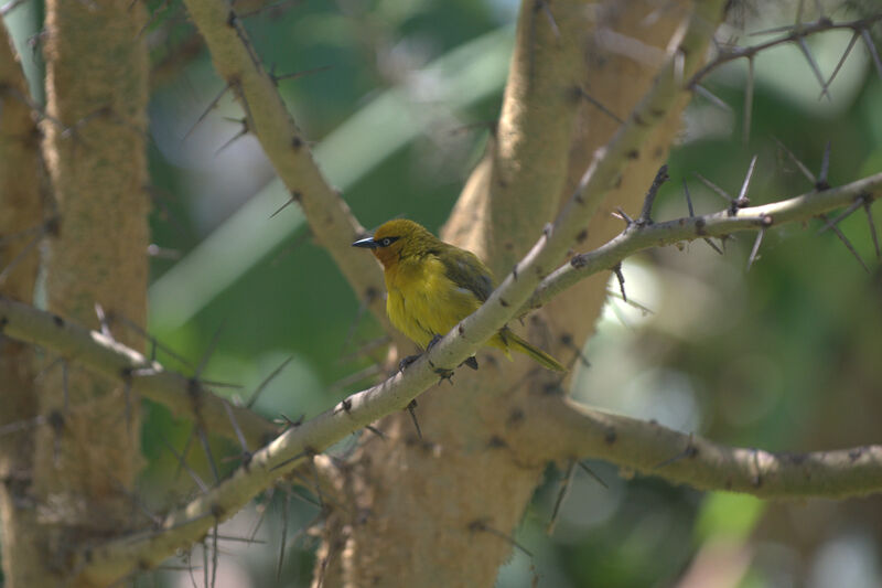 Spectacled Weaver