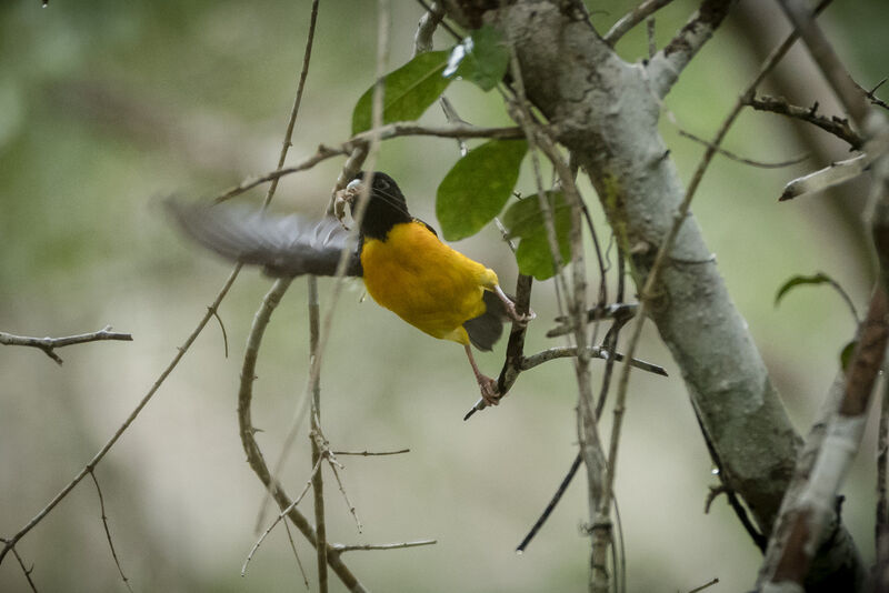 Tisserin bicolore, pêche/chasse