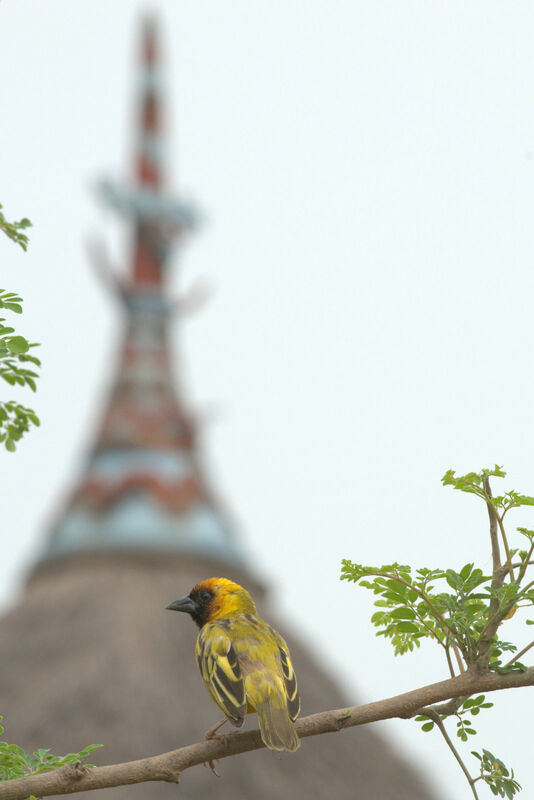 Northern Masked Weaver