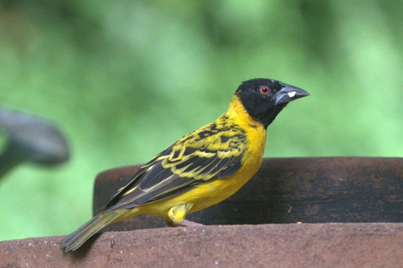 Village Weaver