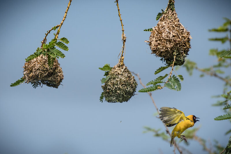 Village Weaver