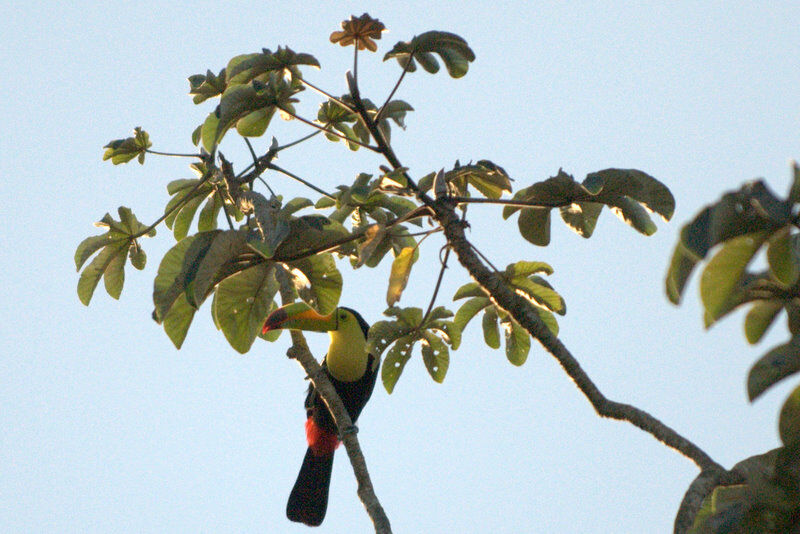 Keel-billed Toucan