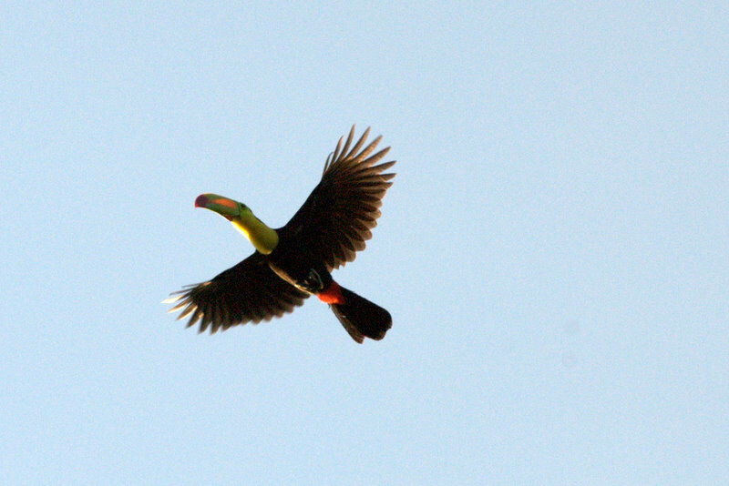 Toucan à carène, Vol