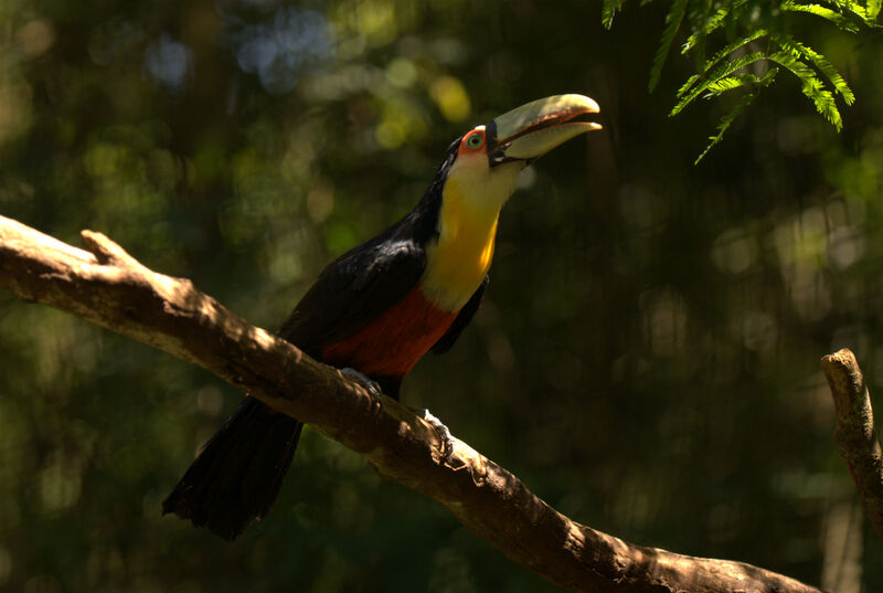 Toucan à ventre rouge