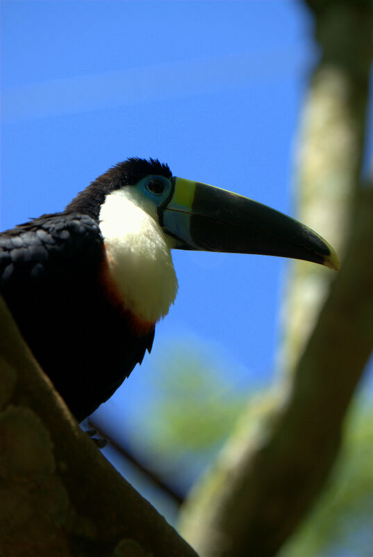 White-throated Toucan (cuvieri)