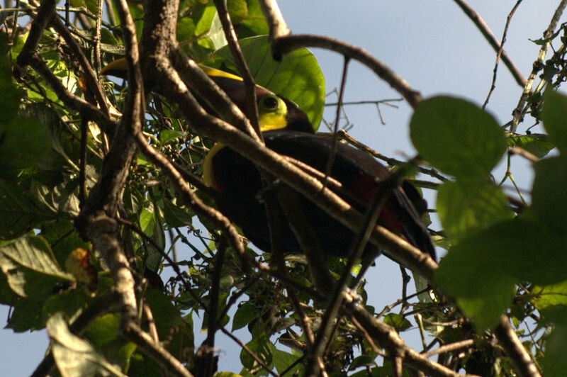 Toucan de Swainson