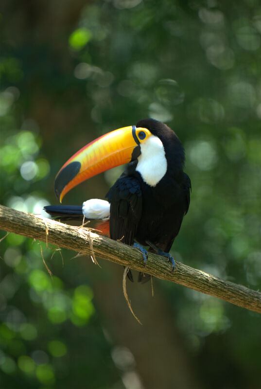 Toucan toco