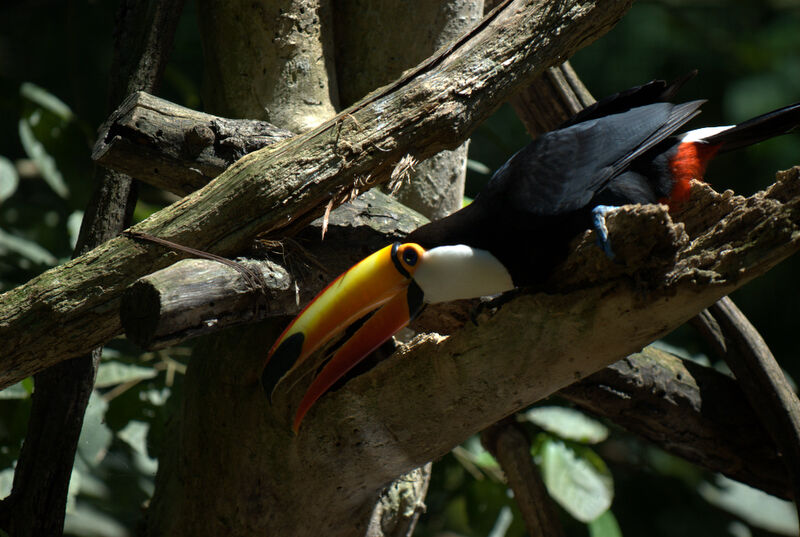 Toco Toucan