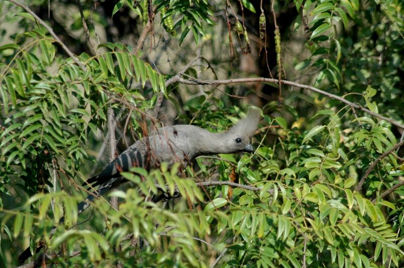 Grey Go-away-bird