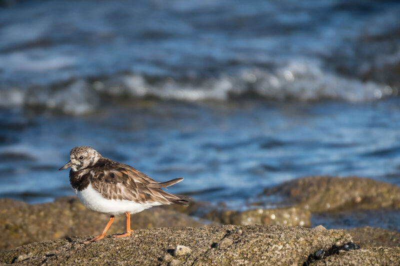 Ruddy Turnstone