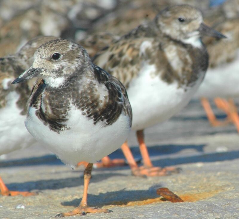 Ruddy Turnstone