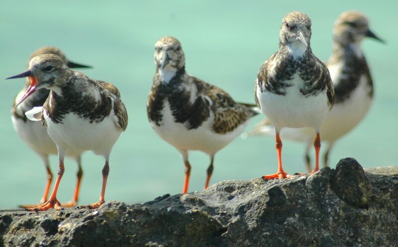 Ruddy Turnstone