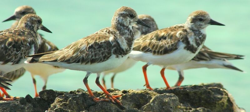 Ruddy Turnstone