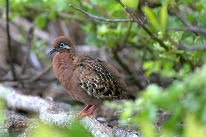 Tourterelle des Galapagos