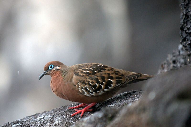 Galapagos Dove